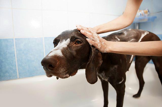 Собаку моют шампунем