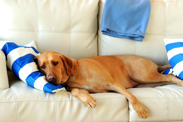 Собака голосно хропе!  Як допомогти вихованцю?  |  Dogkind.ru