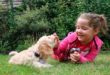 Ребёнок играет с собакой