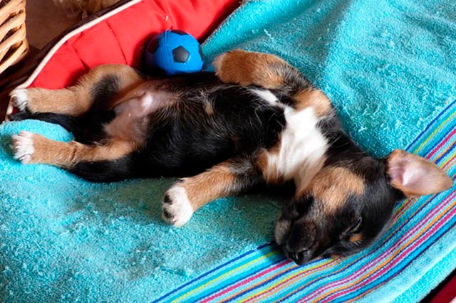 Как приучить щенка к месту для сна: собака плохо спит
