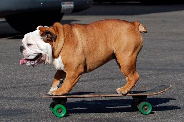 Собака на скейтборде
