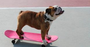 Как научить собаку кататься на скейте