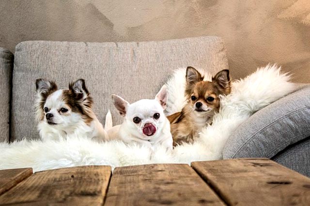 Собаки на диване