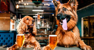 Алькоголь вреден для собак