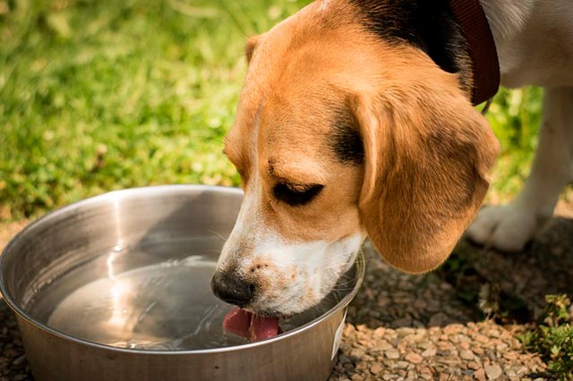 Собака пьёт воду