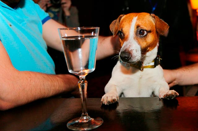 Можно ли собаке дать алкоголь