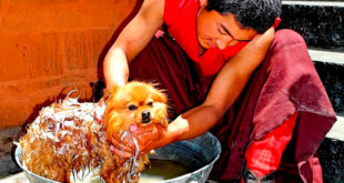 Как часто мыть собаку