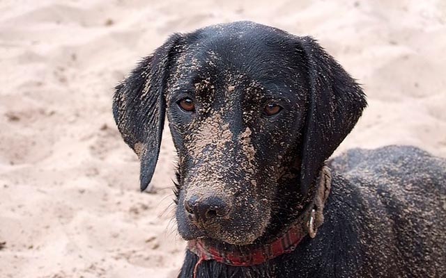 Собака в песке