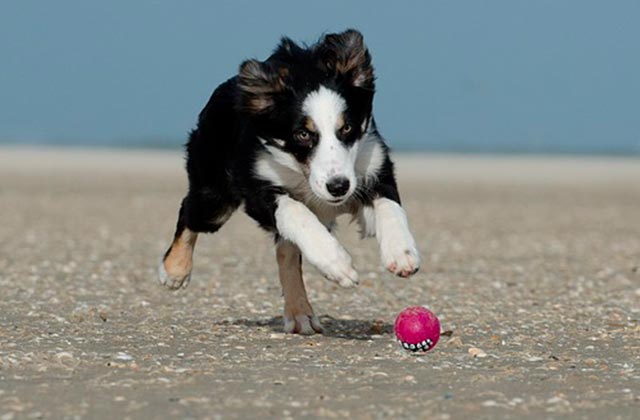 Игрушка мячик для щенка