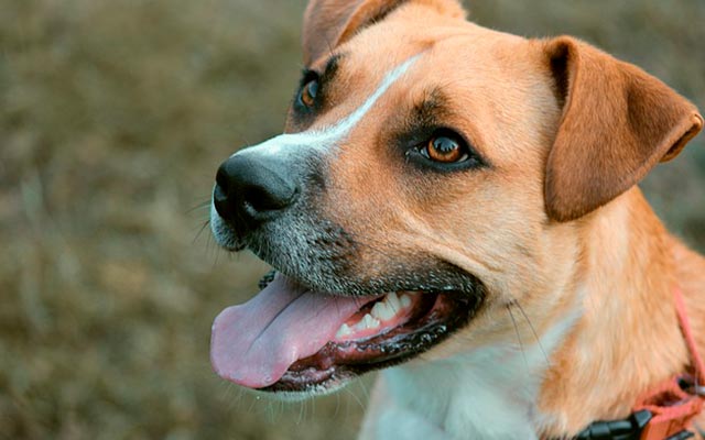 Собака гибрид – смесь дворовой и продистой собаки. Фото