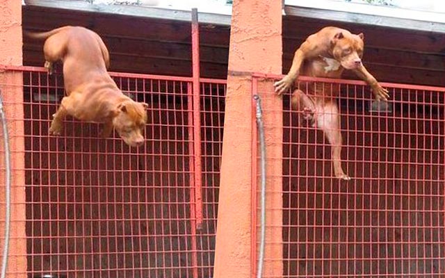 Собаки прыгают через забор