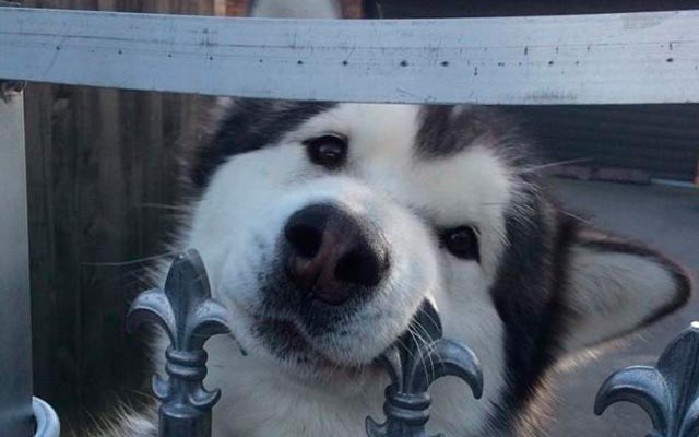 Собака убегает через забор