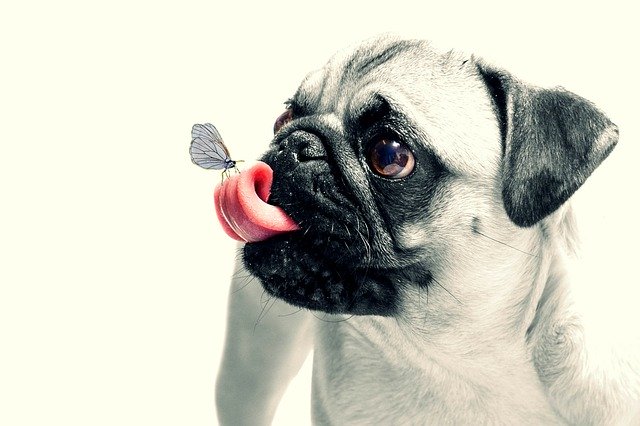 Копрофагия: почему собака ест экскременты и что делать