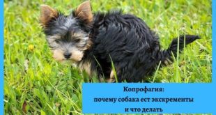 копрофагия, почему собака ест экскременты