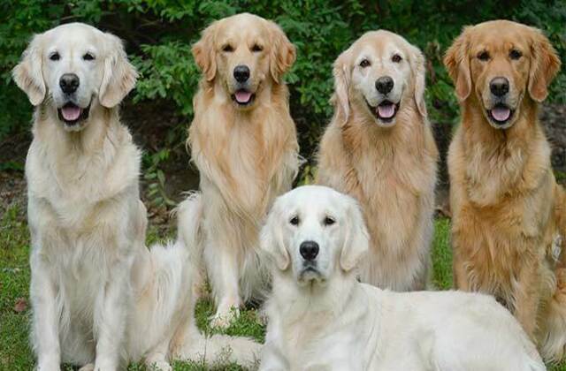 Самые добрые и преданные породы собак для семьи
