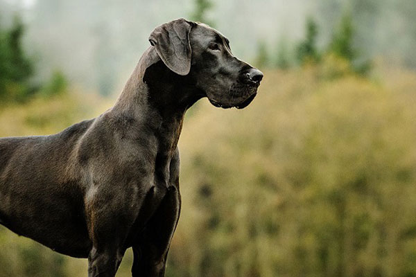Лабрадор собака крупная или средняя порода собак