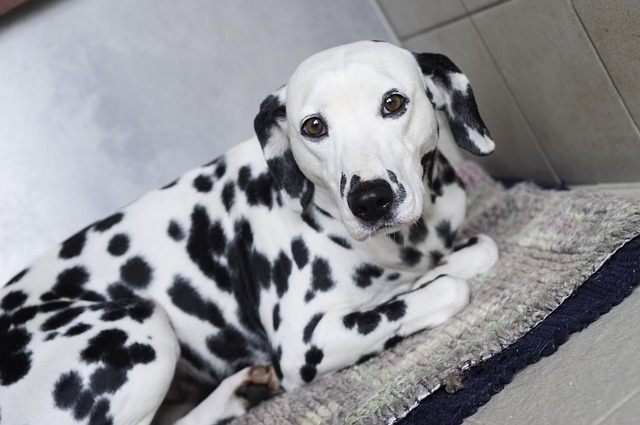 Самые спокойные породы собак для квартиры средних размеров