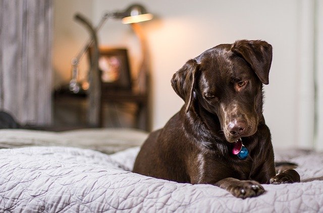 Самые спокойные породы собак для квартиры средних размеров