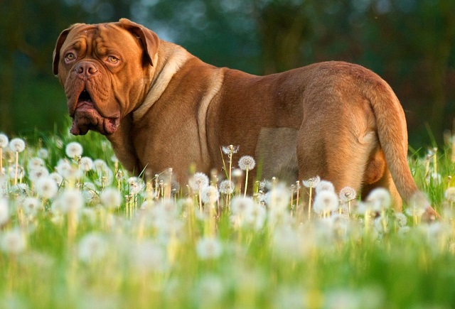 Самые дорогие собаки в мире — ТОП 27 пород