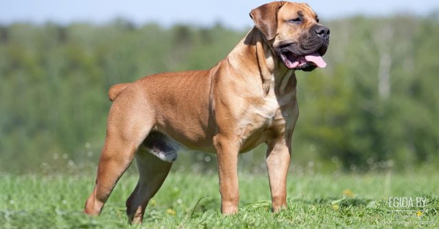 Самые большие собаки мира и их рост и породы
