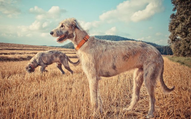 Топ-10 самых больших пород собак в мире – наши защитники и верные друзья