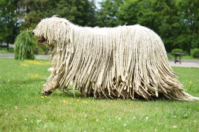 Собак породы овчарка европейская цена на них