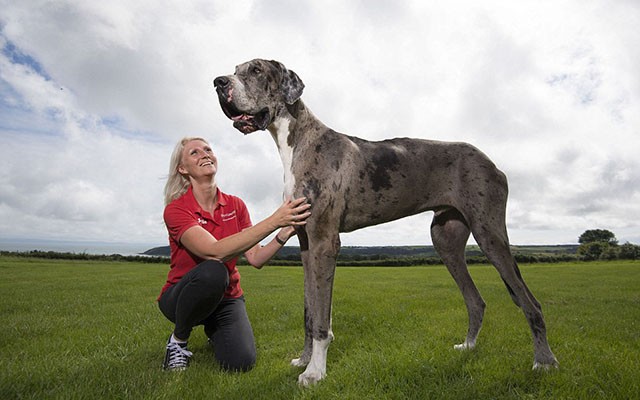 Самые большие собаки мира и их рост и породы