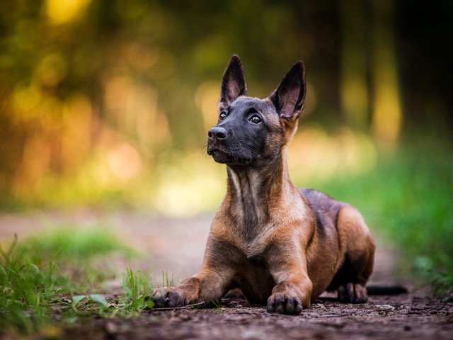 Какая самая красивая порода собак в мире домашняя