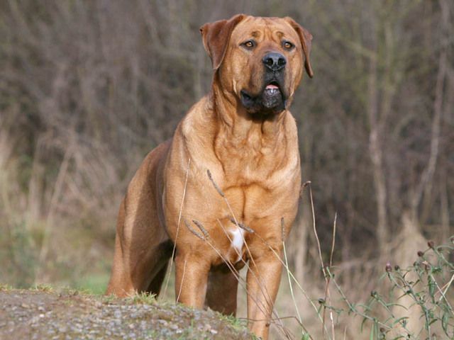 Самые злые собаки в мире: ТОП 23 - откуда берется агрессия, все о бойцовских собаках