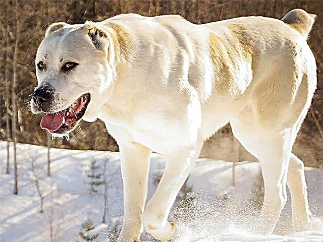 Самые злые собаки в мире: ТОП 23 - откуда берется агрессия, все о бойцовских собаках