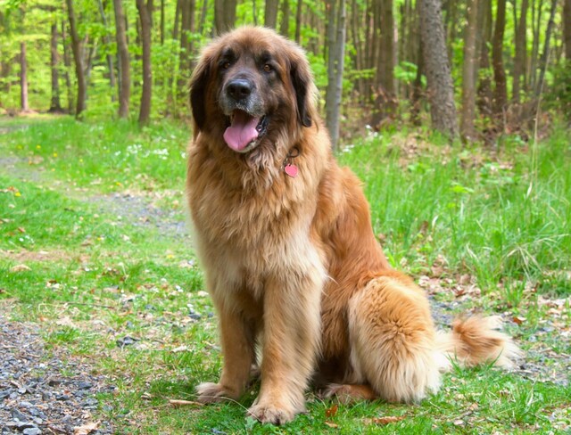 xleonberger.jpg.pagespeed.ic.a