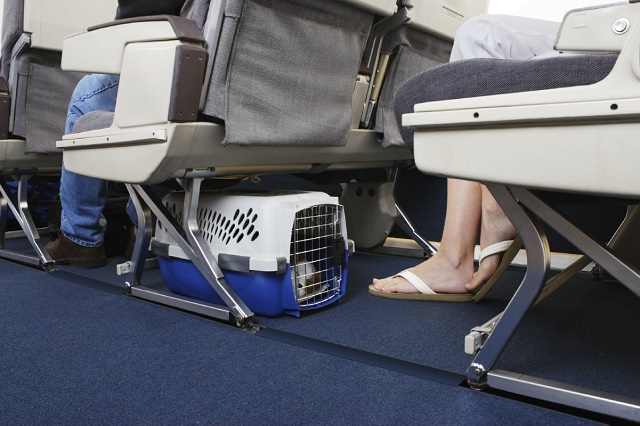 Перевозка собак в самолете в сумке переноске