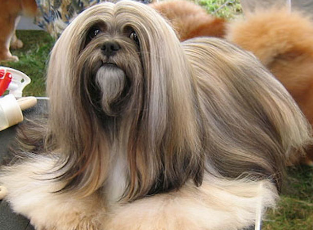 Самые красивые собаки на свете - ТОП 37 пород с фото и описанием
