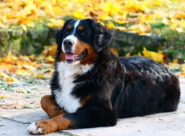 Самые красивые собаки на свете - ТОП 37 пород с фото и описанием