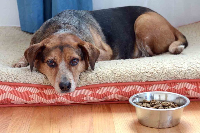 Ветеринары рекомендуют: 27 проверенных кормов для здоровья вашей собаки