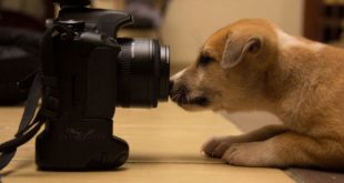 Изображение - лучшие фильмы про собак