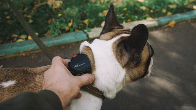 Ошейник для собак с gps — навигатор и трекер для собаки