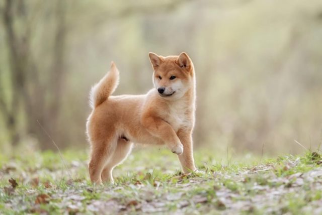 ТОП 35 японских пород собак и пород, популярных в Японии- самая полная подборка с фото и описанием