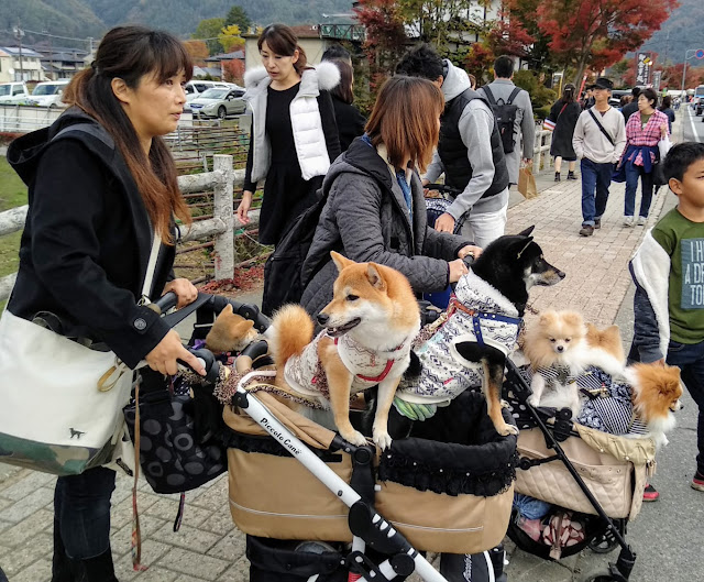 ТОП 35 японских пород собак и пород, популярных в Японии- самая полная подборка с фото и описанием