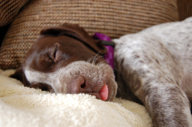 Что означают позы, которые собака принимает во сне