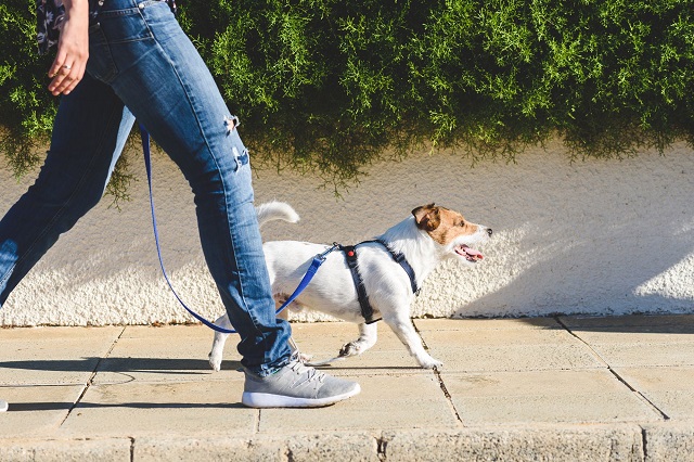 Как найти выгульщика собак
