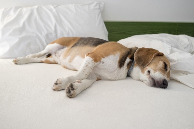 Сколько спят собаки в сутки  - удивительные факты о сне собак