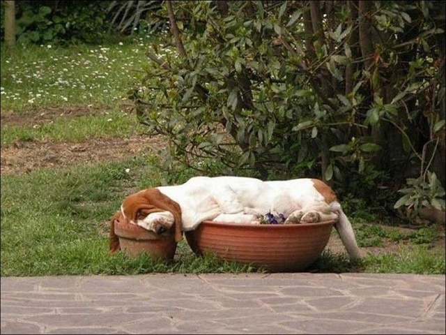 фото забавных собак во время сна 1