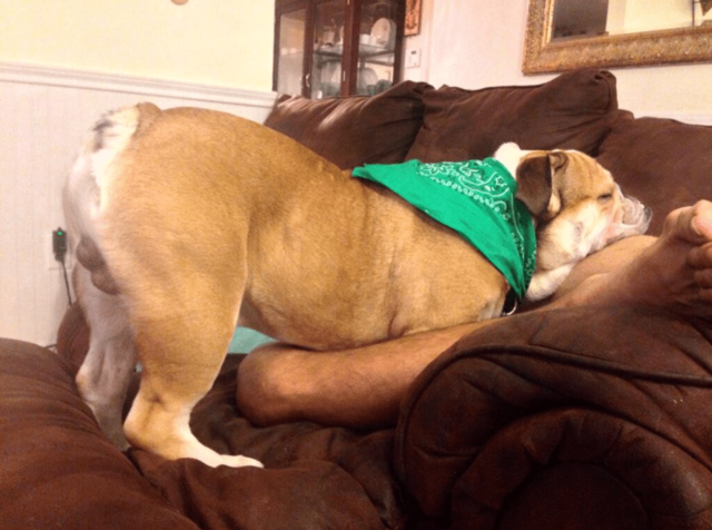 фото забавных собак во время сна 1