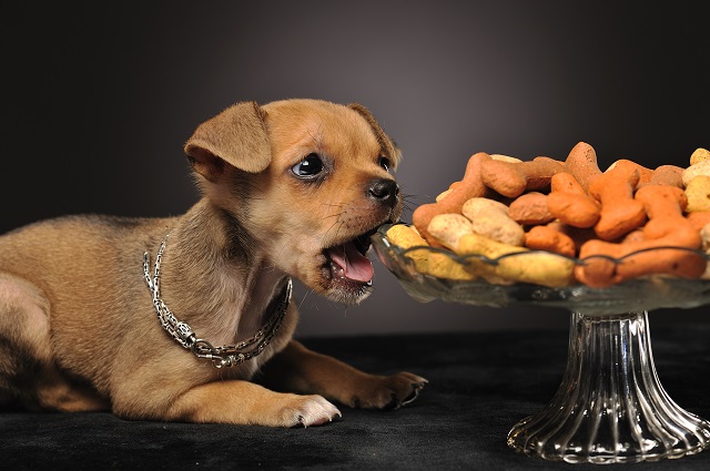 Чем кормить щенка и сколько раз это делать правильно