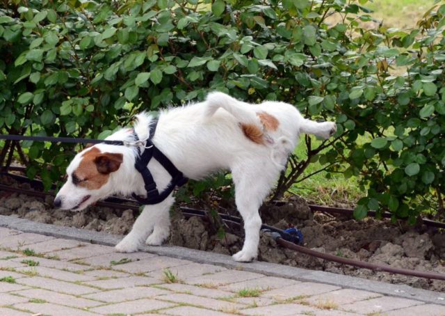 Как отучить гадить дома уличную собаку